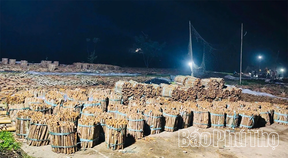 Loại cây được coi là “vàng xanh”, mang lại ấm no cho người dân vùng cao Trung Sơn