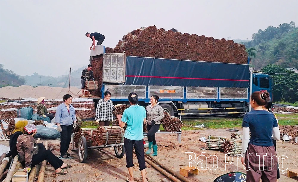 Loại cây được coi là “vàng xanh”, mang lại ấm no cho người dân vùng cao Trung Sơn