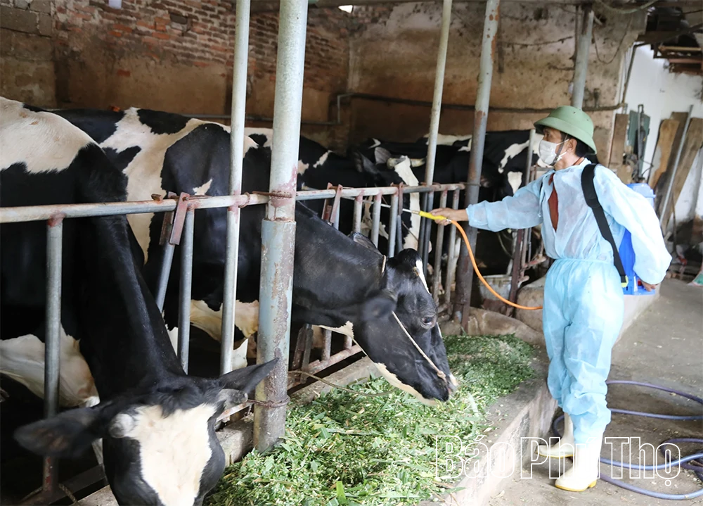 Khẩn trương triển khai biện pháp ngăn chặn chủng vi rút Lở mồm long móng mới (SAT1) xâm nhập