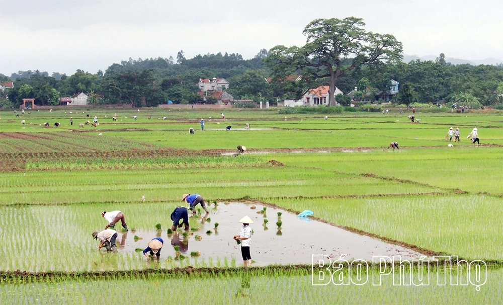 Bàn giải pháp phòng, chống sinh vật gây hại chính trên lúa Đông Xuân giai đoạn cuối vụ