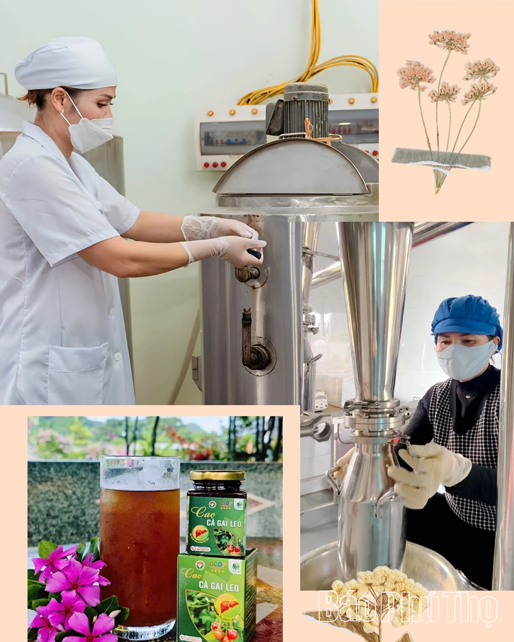 “Đánh thức” giá trị dược liệu bản địa