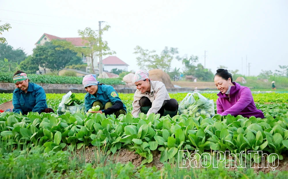 Liên kết sản xuất và tiêu thụ - Hướng đi cho các hợp tác xã nông nghiệp
