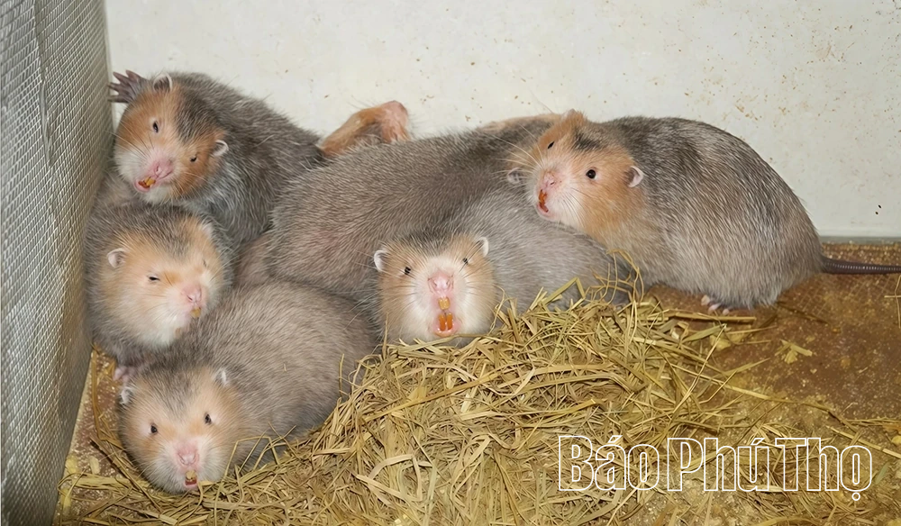 Hiệu quả từ mô hình nuôi dúi ở Vân Bán