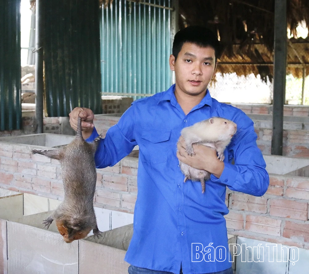 Hiệu quả từ mô hình nuôi dúi ở Vân Bán