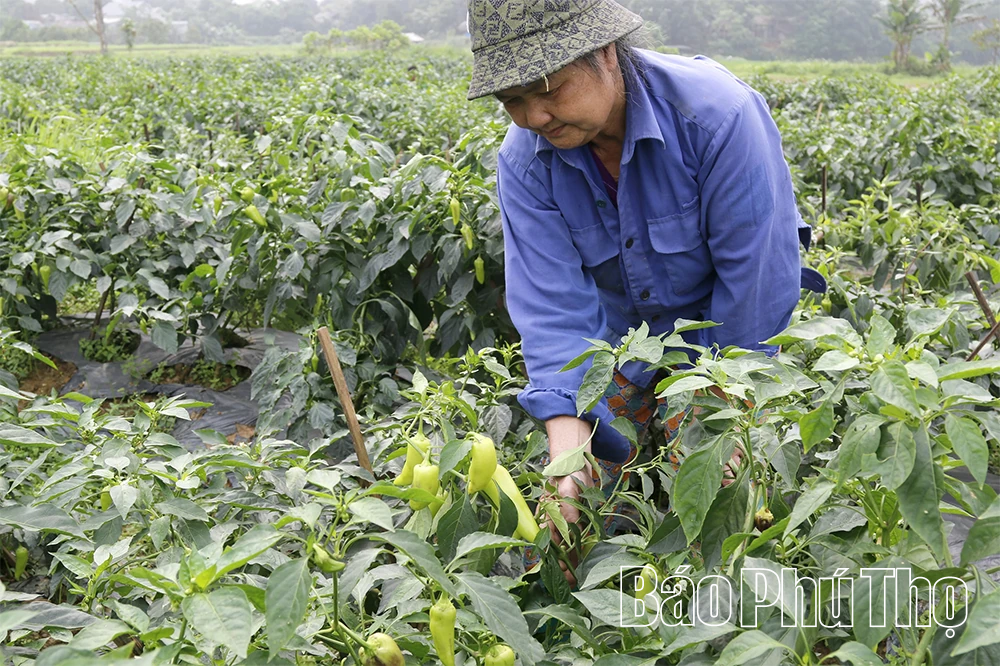 HTX Dịch vụ Nông nghiệp Hưng Long - Liên kết để phát triển