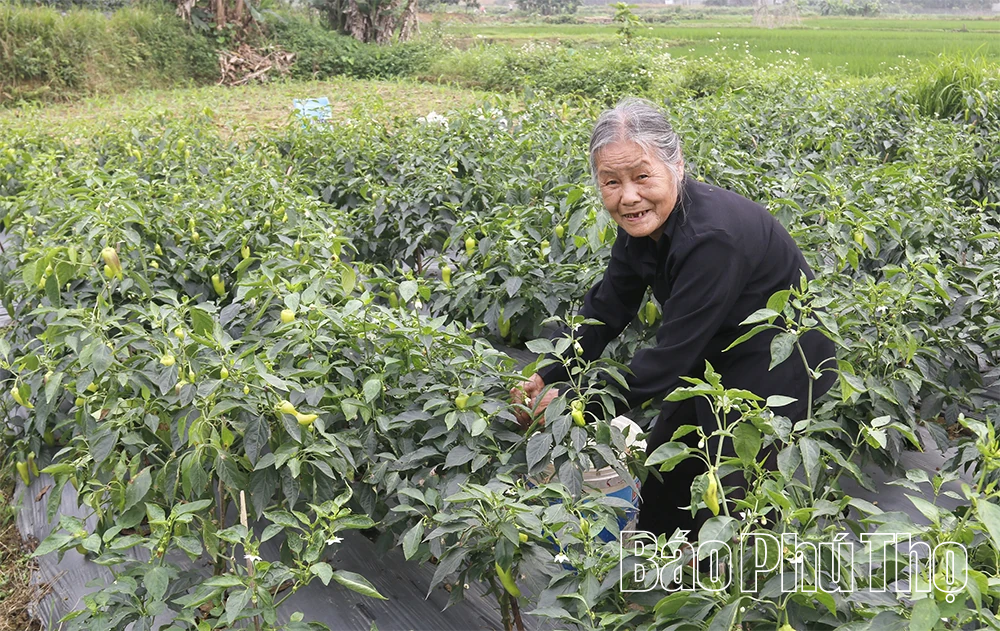 HTX Dịch vụ Nông nghiệp Hưng Long - Liên kết để phát triển
