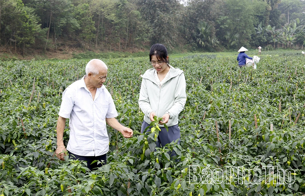 HTX Dịch vụ Nông nghiệp Hưng Long - Liên kết để phát triển