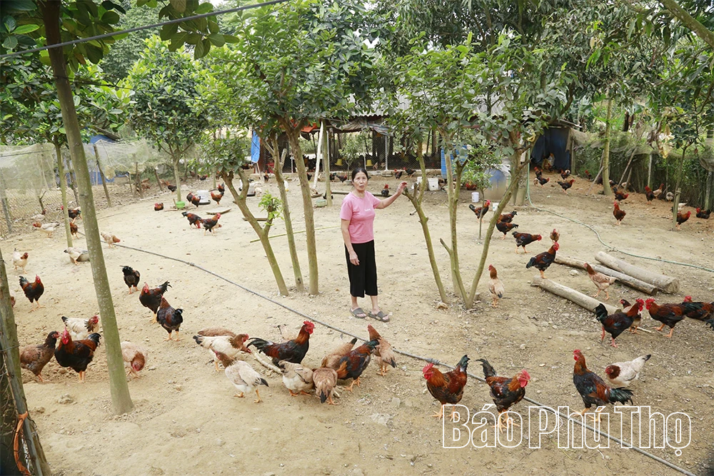 “Vị ngọt” gà Mía