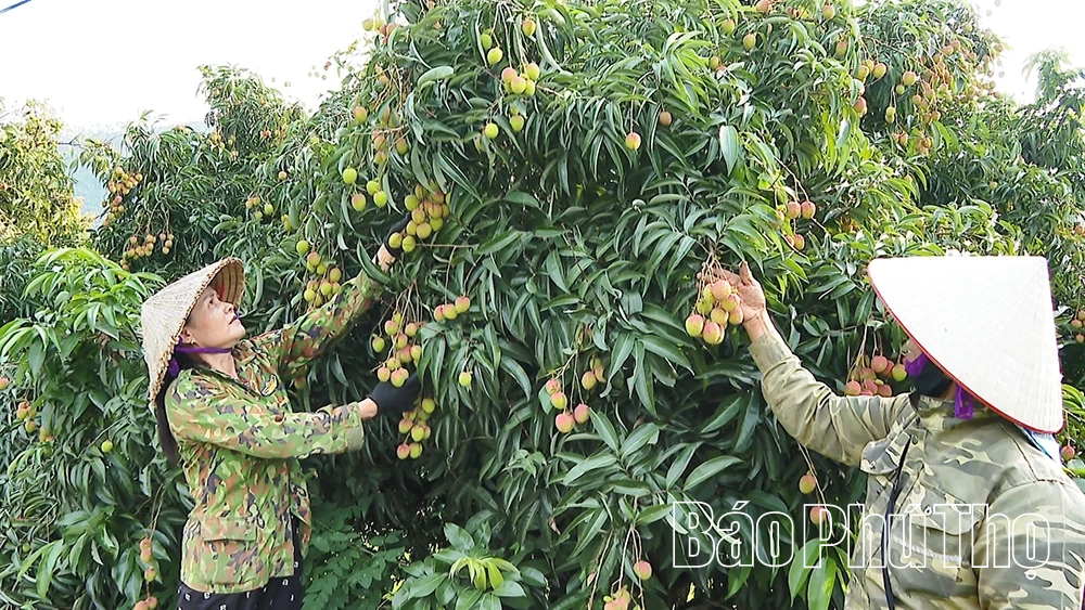 Vải chín sớm Hùng Long sản lượng giảm, giá ổn định
