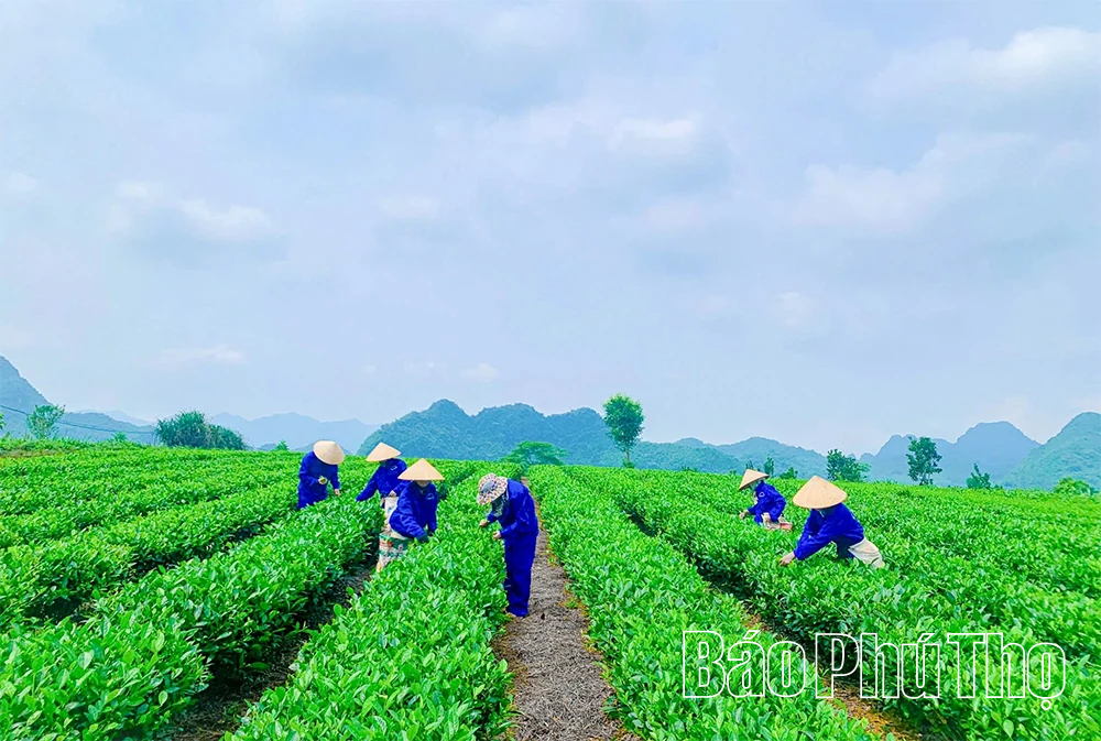 Hướng tới bao phủ bảo hiểm toàn dân ở Lạc Sơn