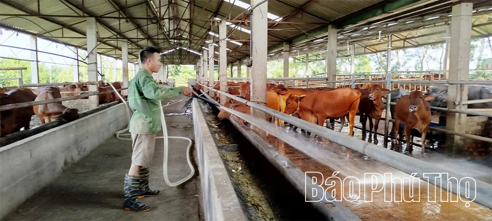 Chủ động phòng, chống dịch lở mồm long móng trên đàn gia súc