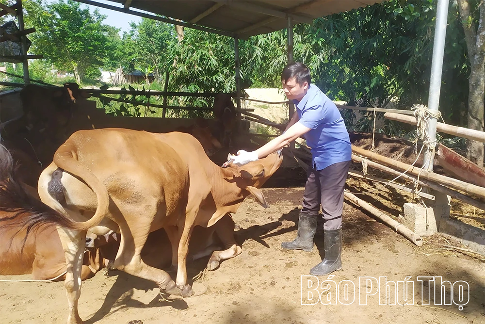 Chủ động phòng, chống dịch lở mồm long móng trên đàn gia súc