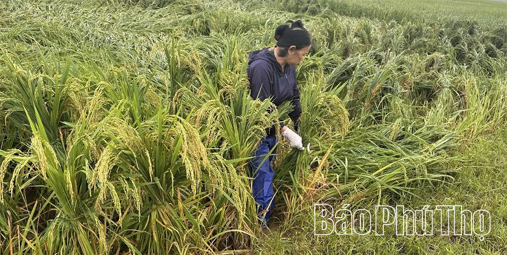 Nhiều địa phương bị thiệt hại do mưa, gió mạnh
