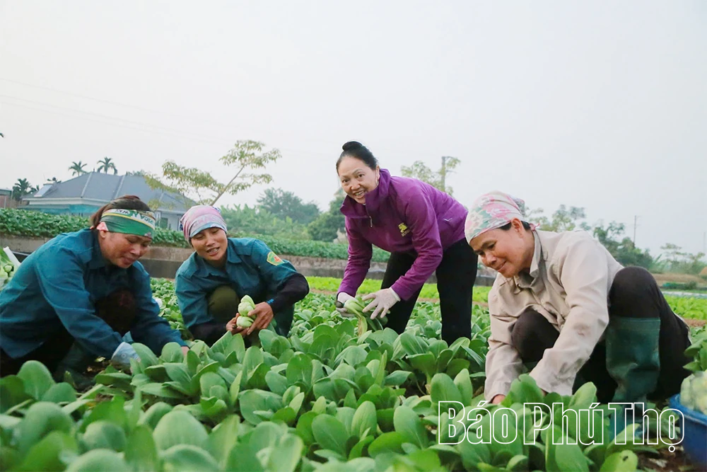 Chuỗi liên kết giá trị - giải pháp phát triển nông nghiệp bền vững