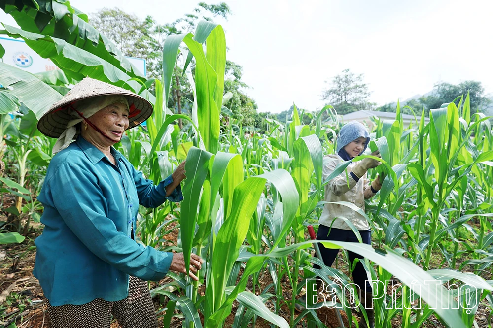 Lai Đồng tạo đà bứt phá