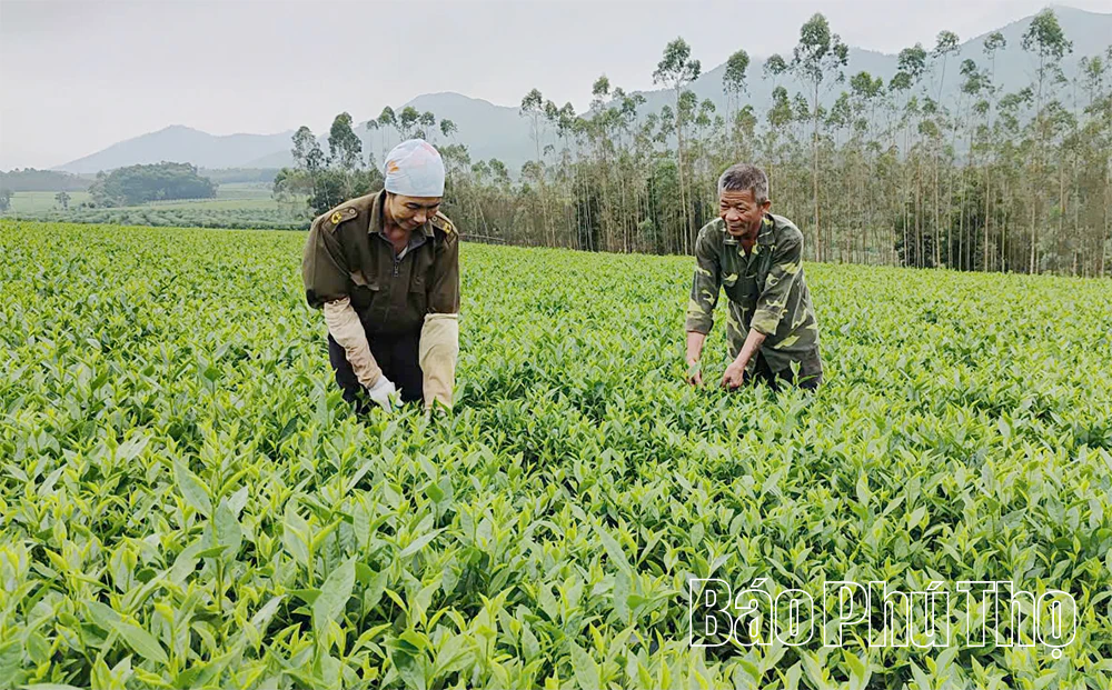 Tăng kết nối, phát triển hợp tác xã bền vững