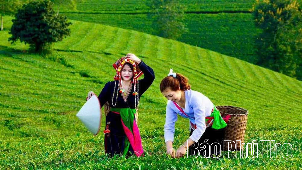 Ngọt thơm vị chè Đất Tổ