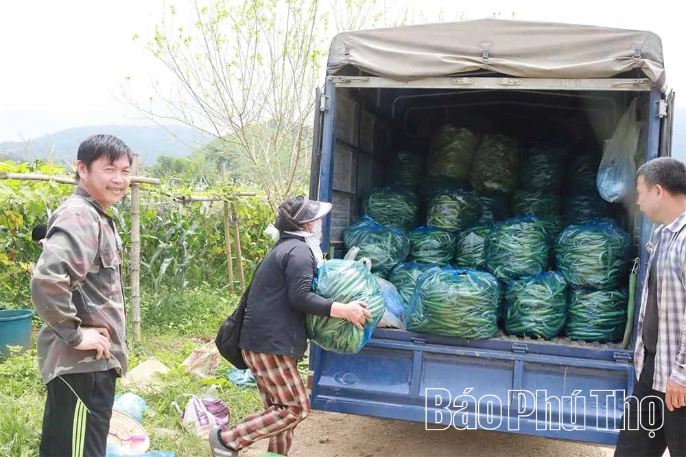Nông dân xã Hợp Kim: Không cho đất “nghỉ”