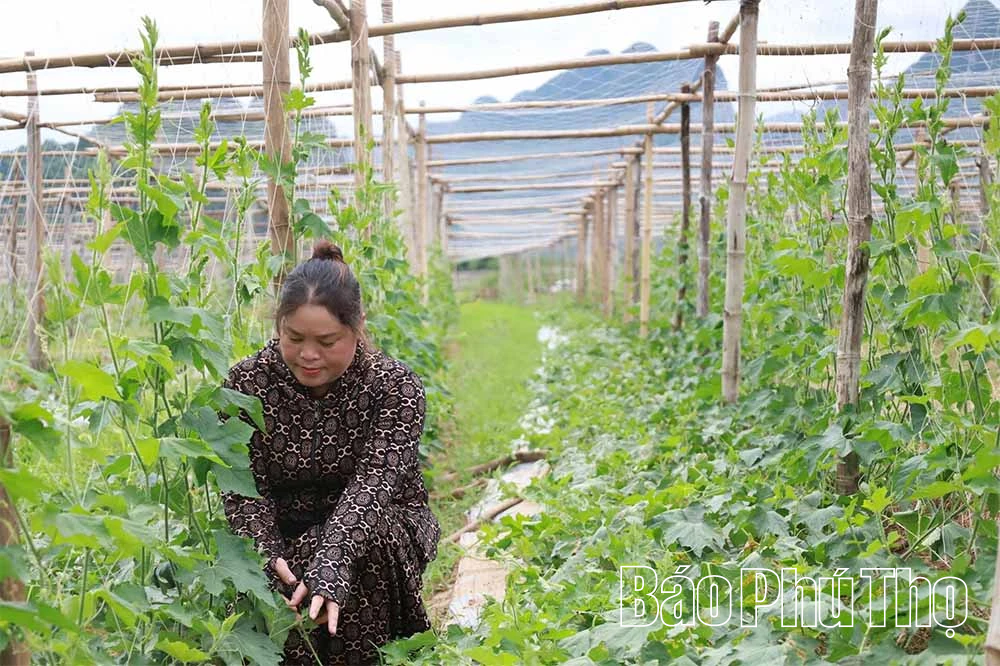Nông dân xã Hợp Kim: Không cho đất “nghỉ”