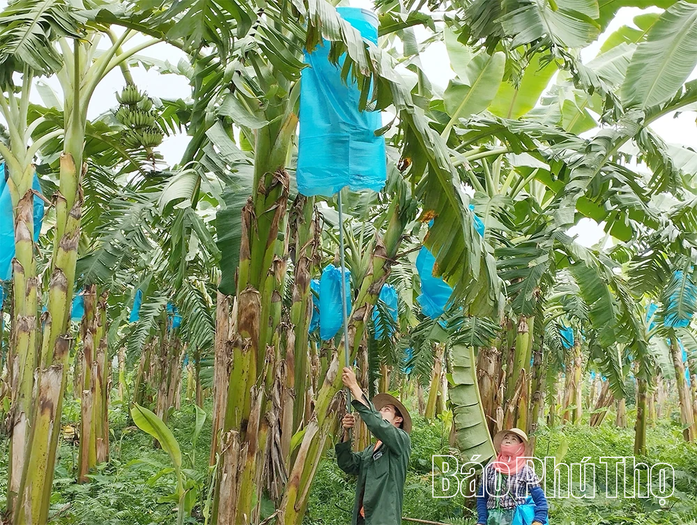 Tăng cường mối liên kết sản xuất giữa kinh tế tập thể và kinh tế tư nhân