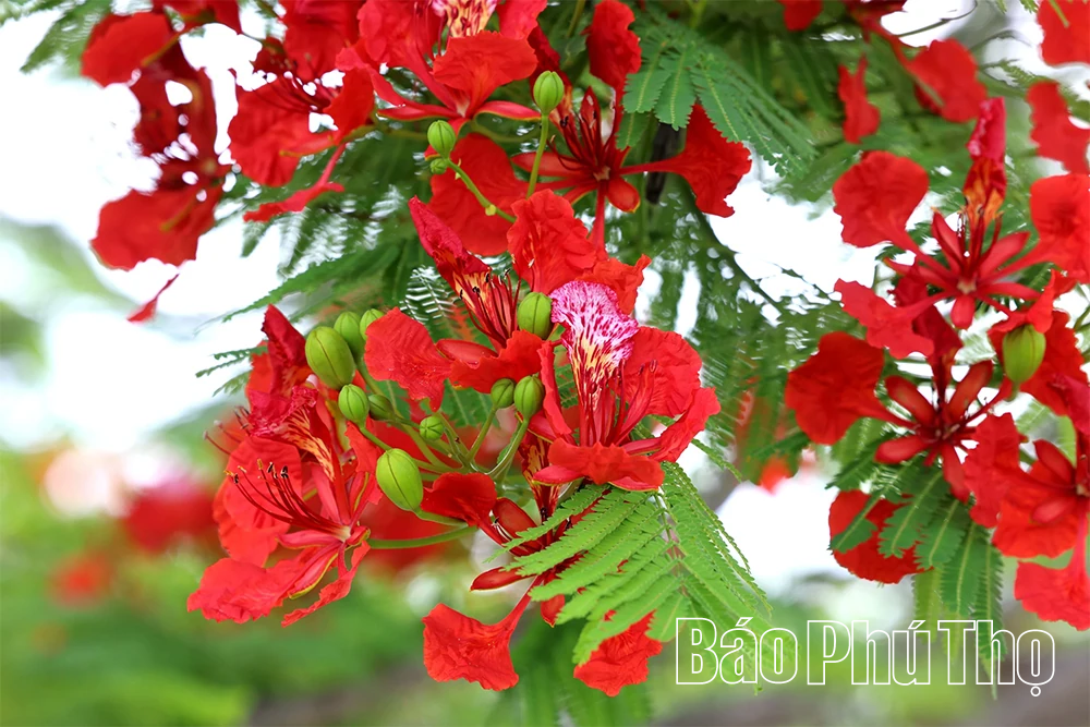 Hoa phượng rực rỡ gọi hè về