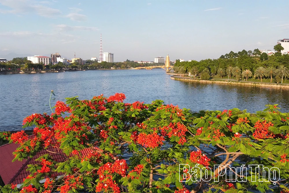 Hoa phượng rực rỡ gọi hè về