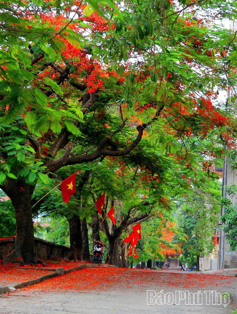 Hoa phượng rực rỡ gọi hè về