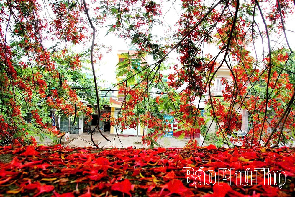 Hoa phượng rực rỡ gọi hè về