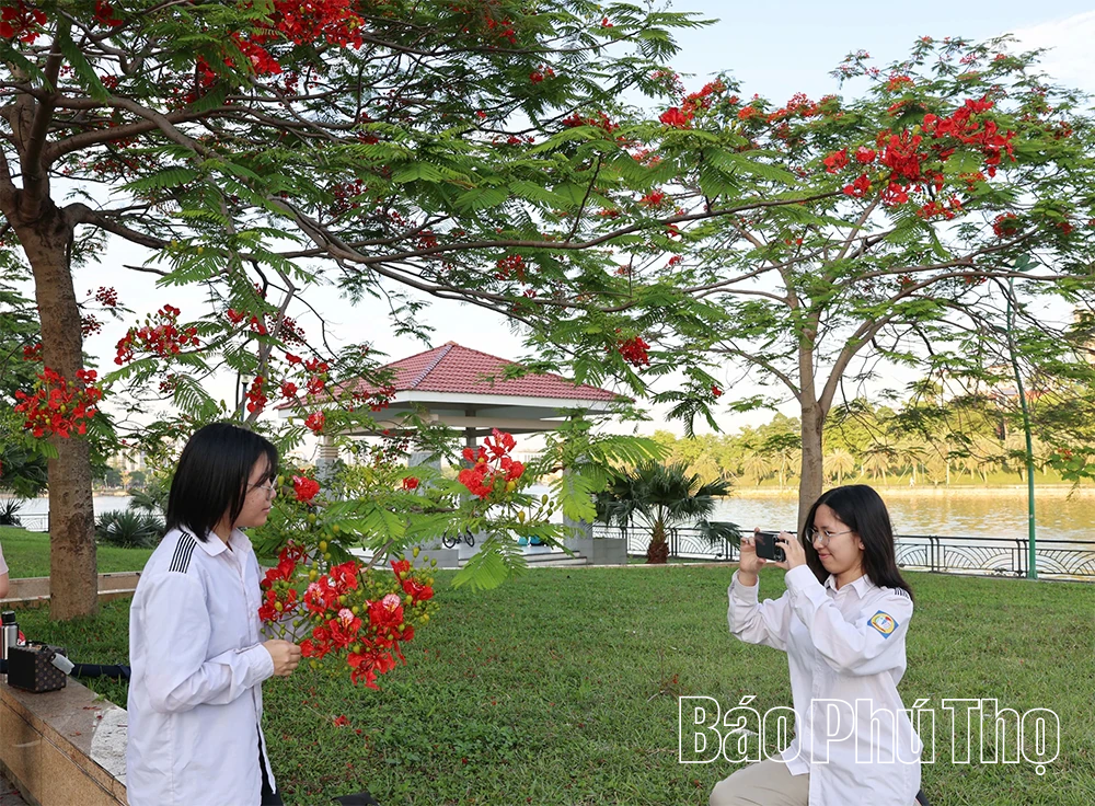 Hoa phượng rực rỡ gọi hè về