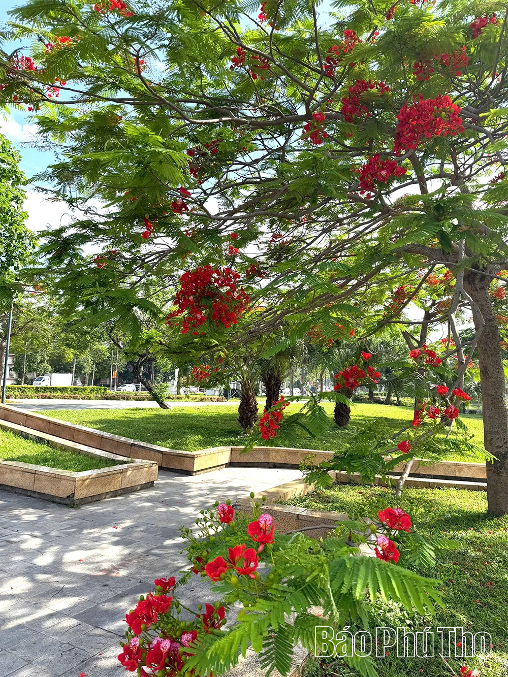 Hoa phượng rực rỡ gọi hè về