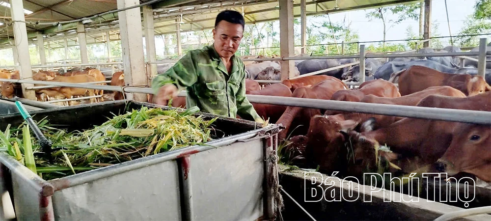 Biến phụ phẩm trồng trọt thành thức ăn chăn nuôi