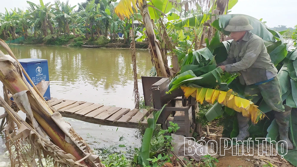 Biến phụ phẩm trồng trọt thành thức ăn chăn nuôi