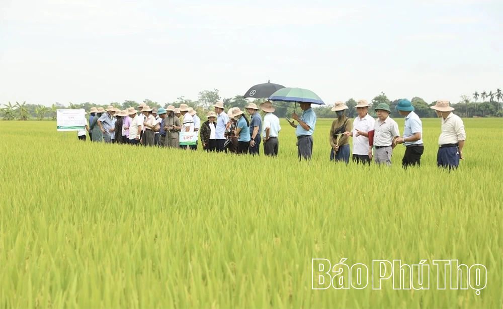 Trình diễn giống lúa thuần LP5 vụ Xuân 2026