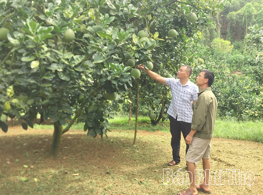 Phát triển kinh tế tập thể ở Tây Cốc