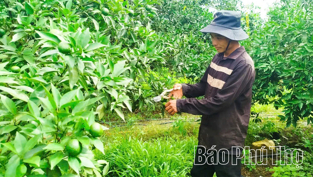 Phát triển kinh tế tập thể ở Tây Cốc