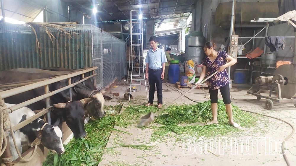 Phát triển chăn nuôi theo tiêu chuẩn VietGAP