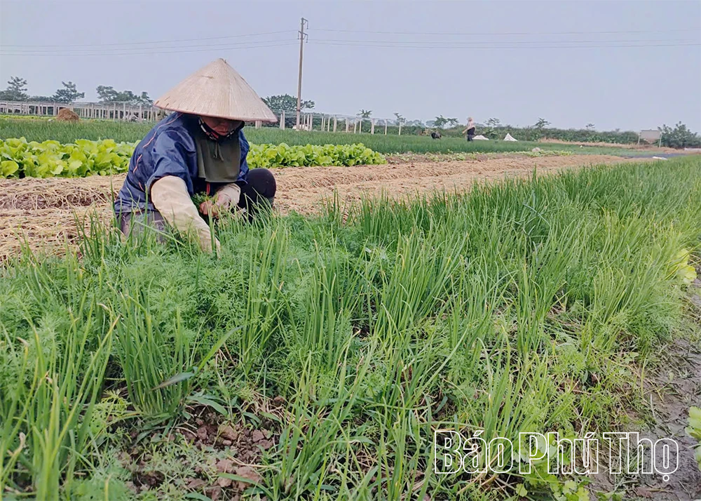 Sử dụng phân bón hữu cơ cho cây trồng - Hướng đi xanh trong sản xuất nông nghiệp