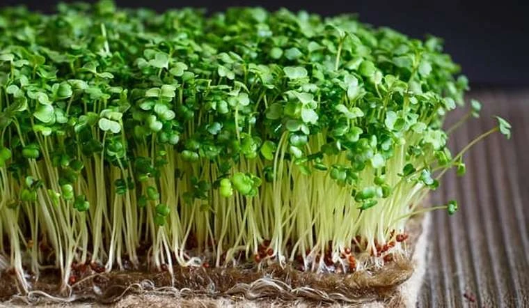 Giá cả thị trường ngày 22/5/2026