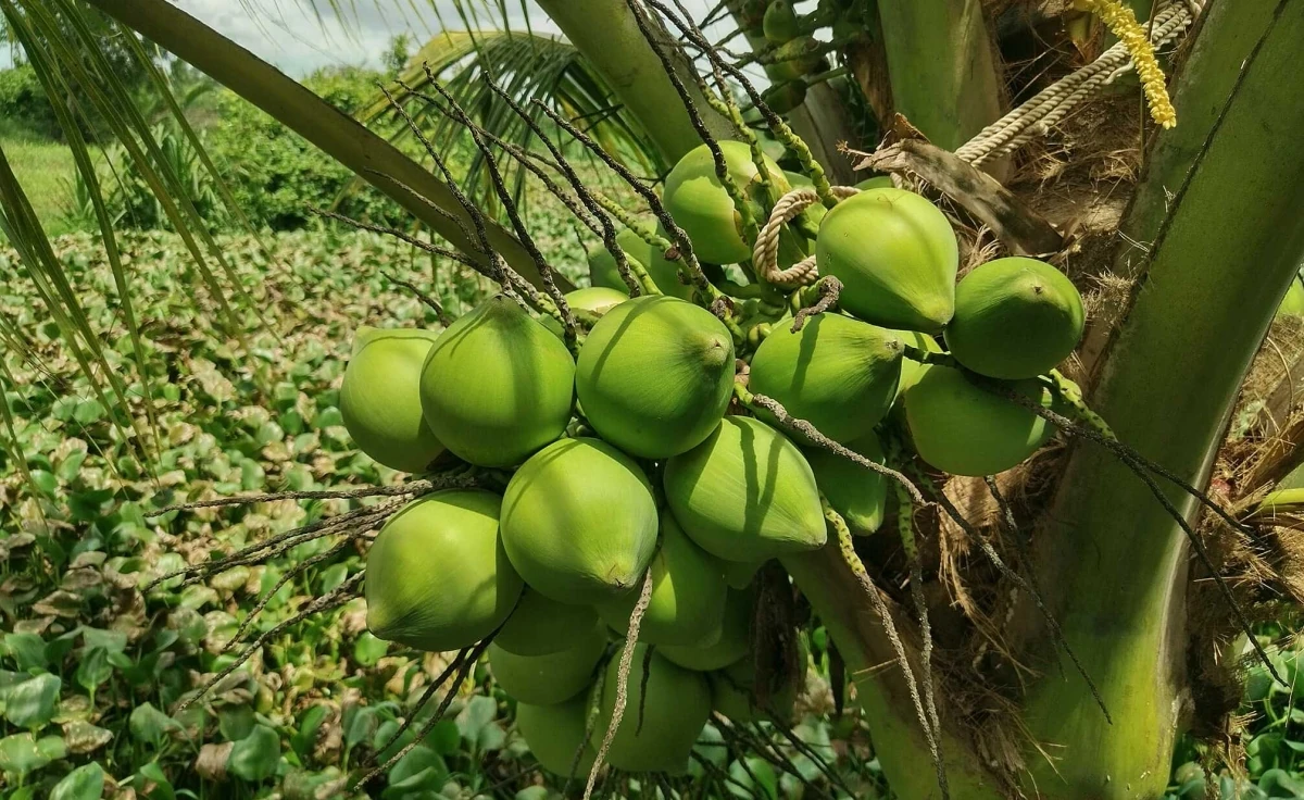 4 đồ uống tốt cho gan nên dùng ngày nắng nóng