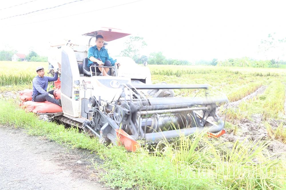Hiệu quả cánh đồng lớn trong sản xuất lúa