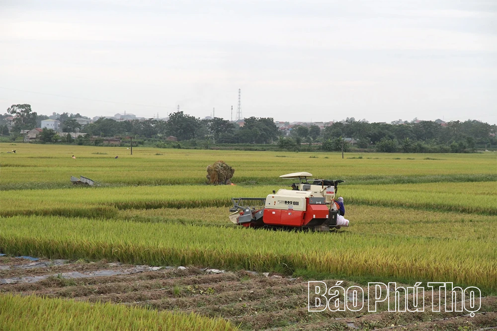 Hiệu quả cánh đồng lớn trong sản xuất lúa