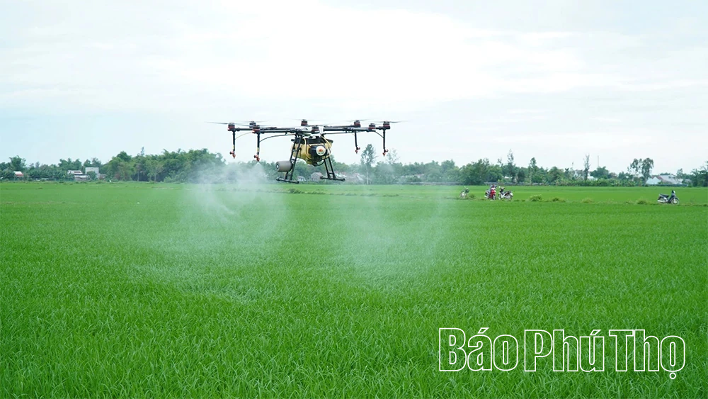 Hiệu quả cánh đồng lớn trong sản xuất lúa