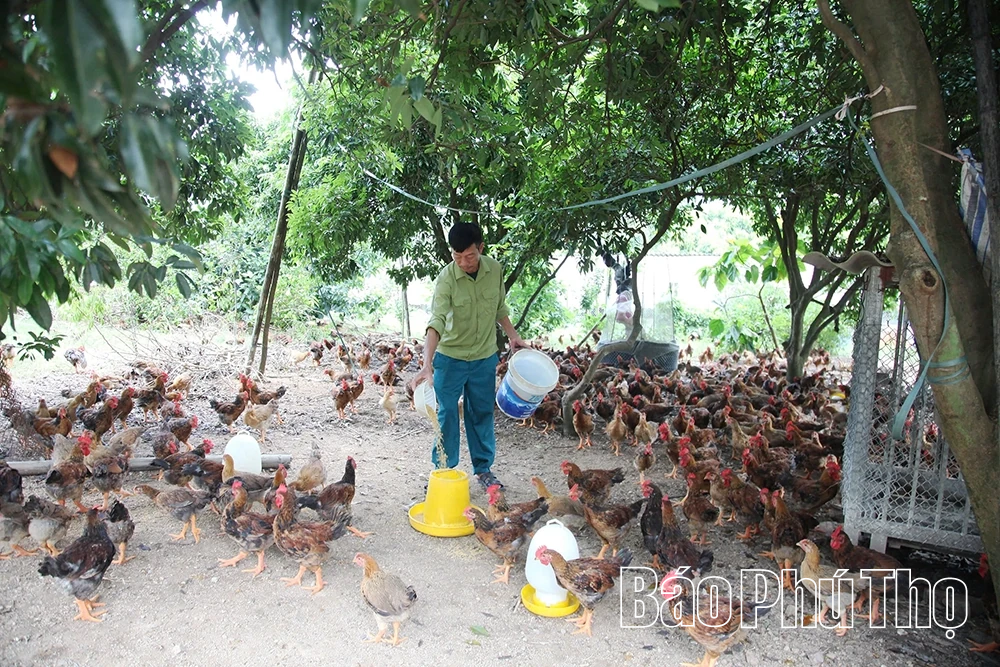 Cựu chiến binh chung sức xây dựng nông thôn mới