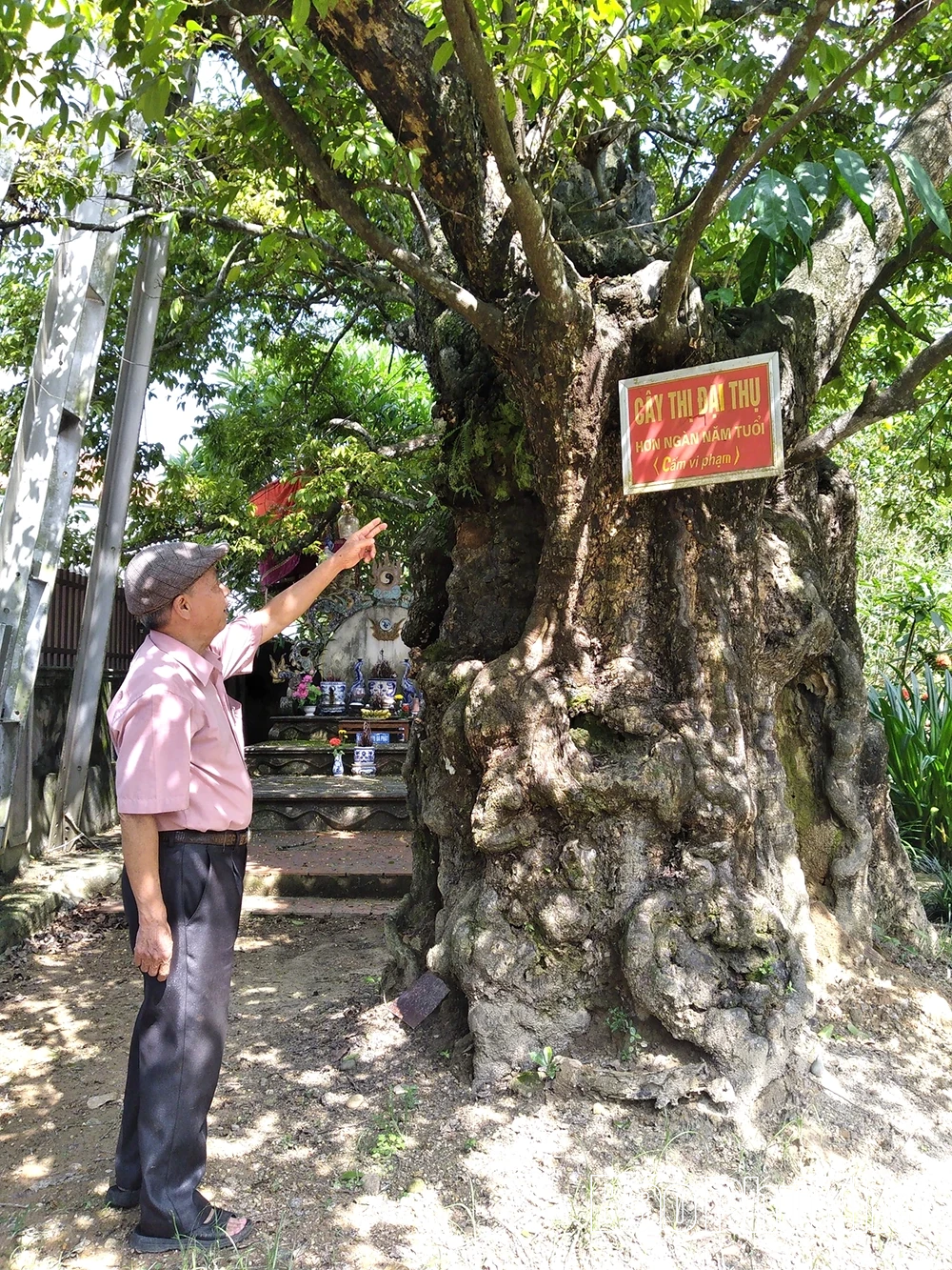 Thọ Văn gìn giữ cây di sản