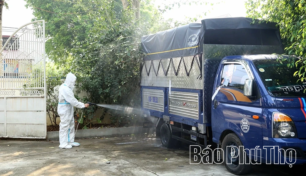 Tiêu hủy 29 con lợn bị nhiễm bệnh dịch tả lợn châu Phi và tai xanh tại xã Lai Đồng
