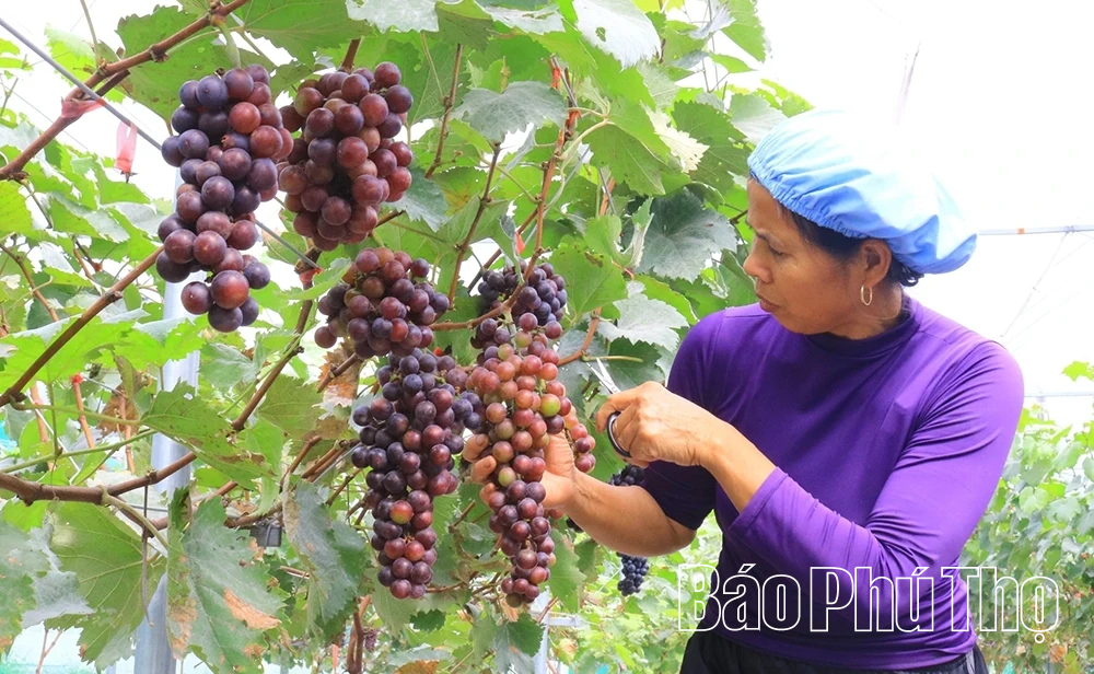 Tam Đảo phát triển kinh tế đa ngành