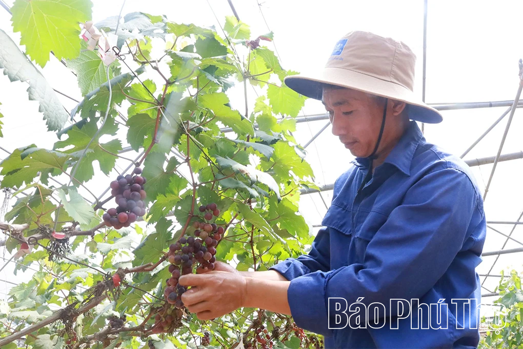 Hấp dẫn du lịch trải nghiệm nông nghiệp ở Cao Phong