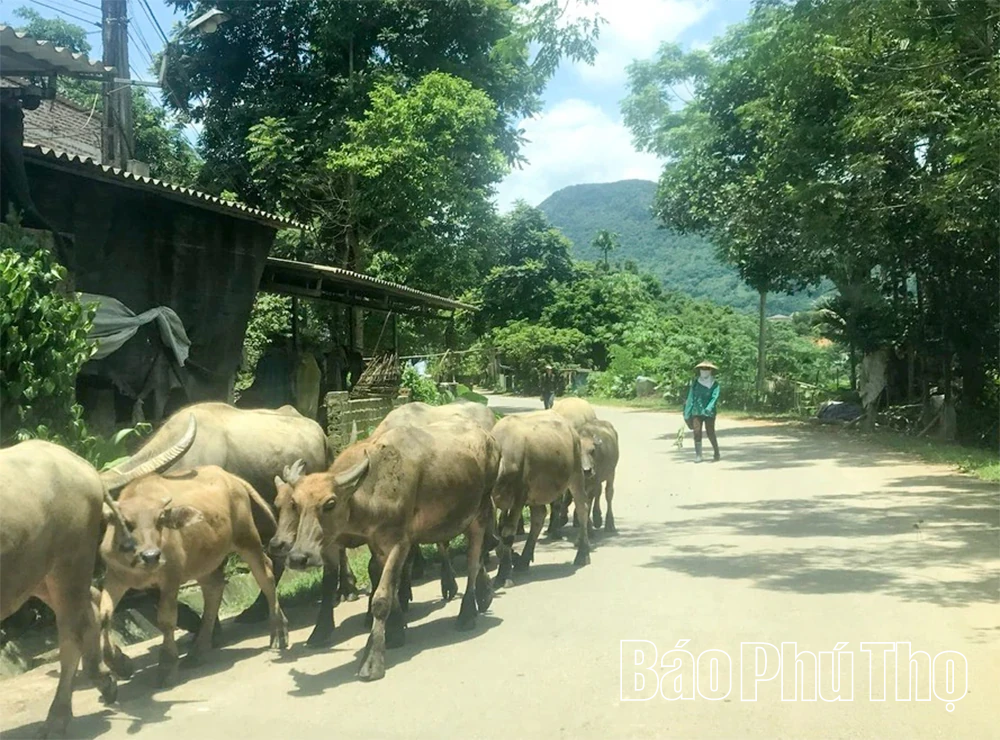 Chủ động phòng, chống dịch bệnh trên đàn vật nuôi, thủy sản mùa nắng nóng