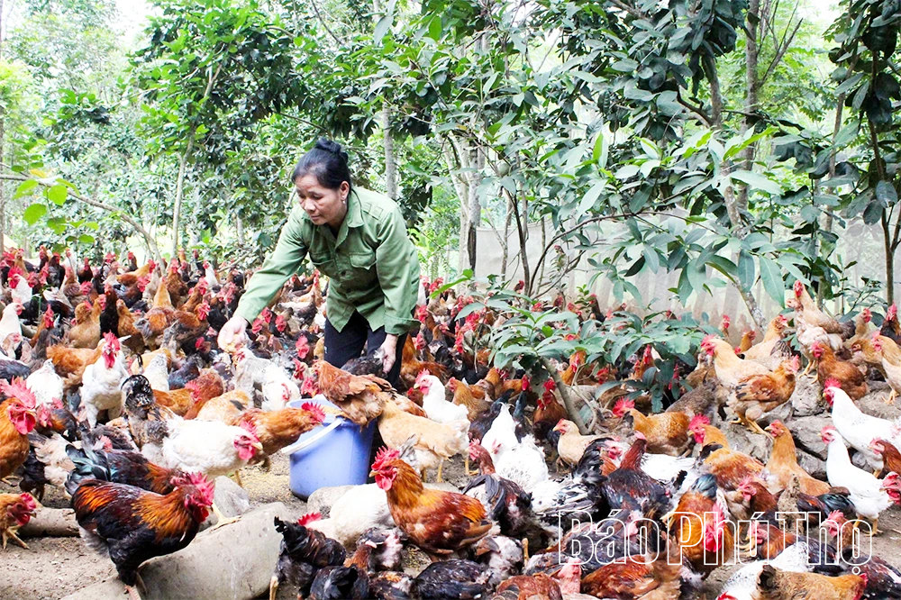 Chủ động phòng, chống dịch bệnh trên đàn vật nuôi, thủy sản mùa nắng nóng