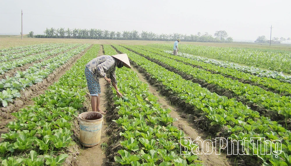 Liên kết tạo lực cho hợp tác xã